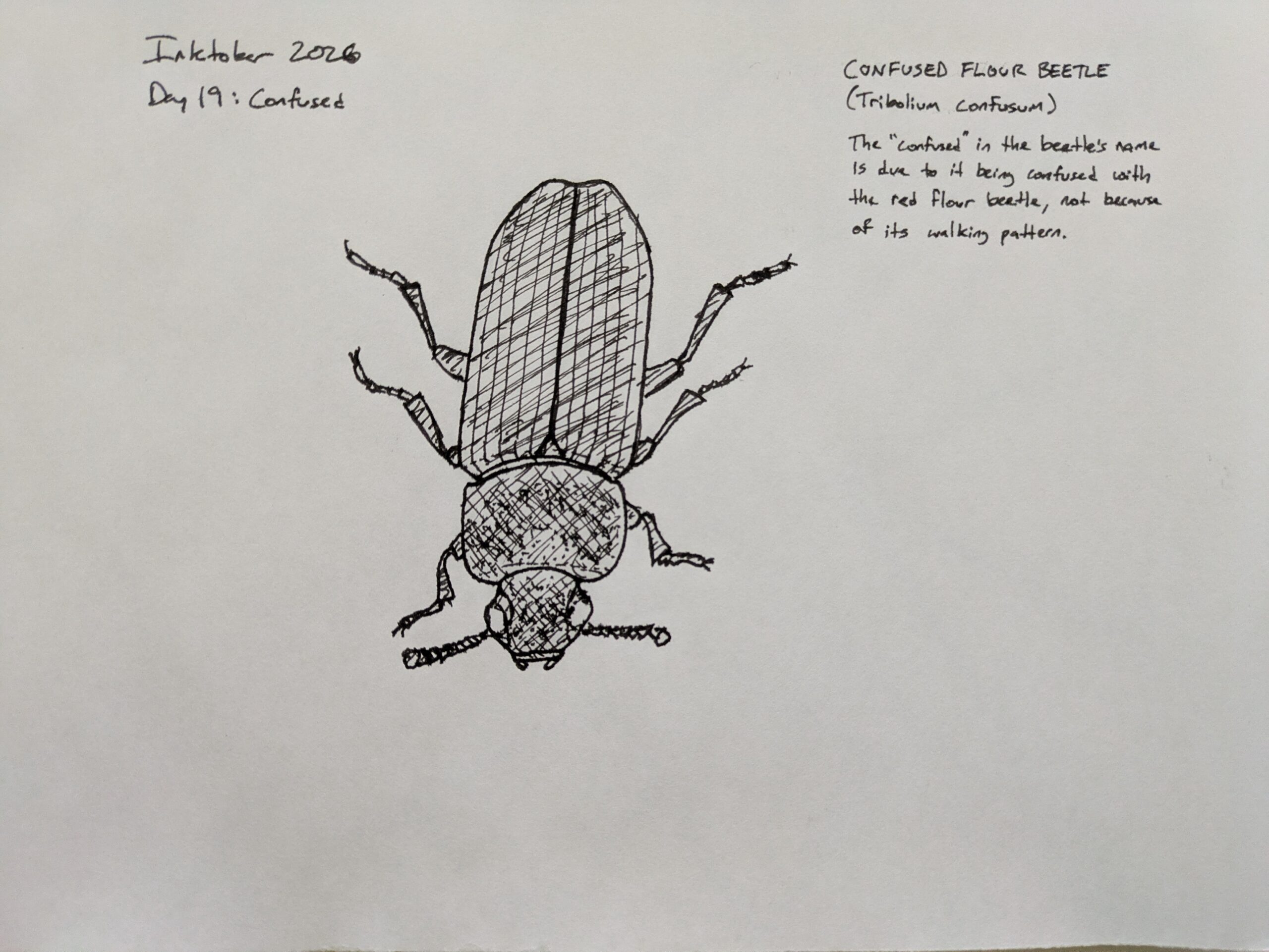 Inktober 2026– Day 19